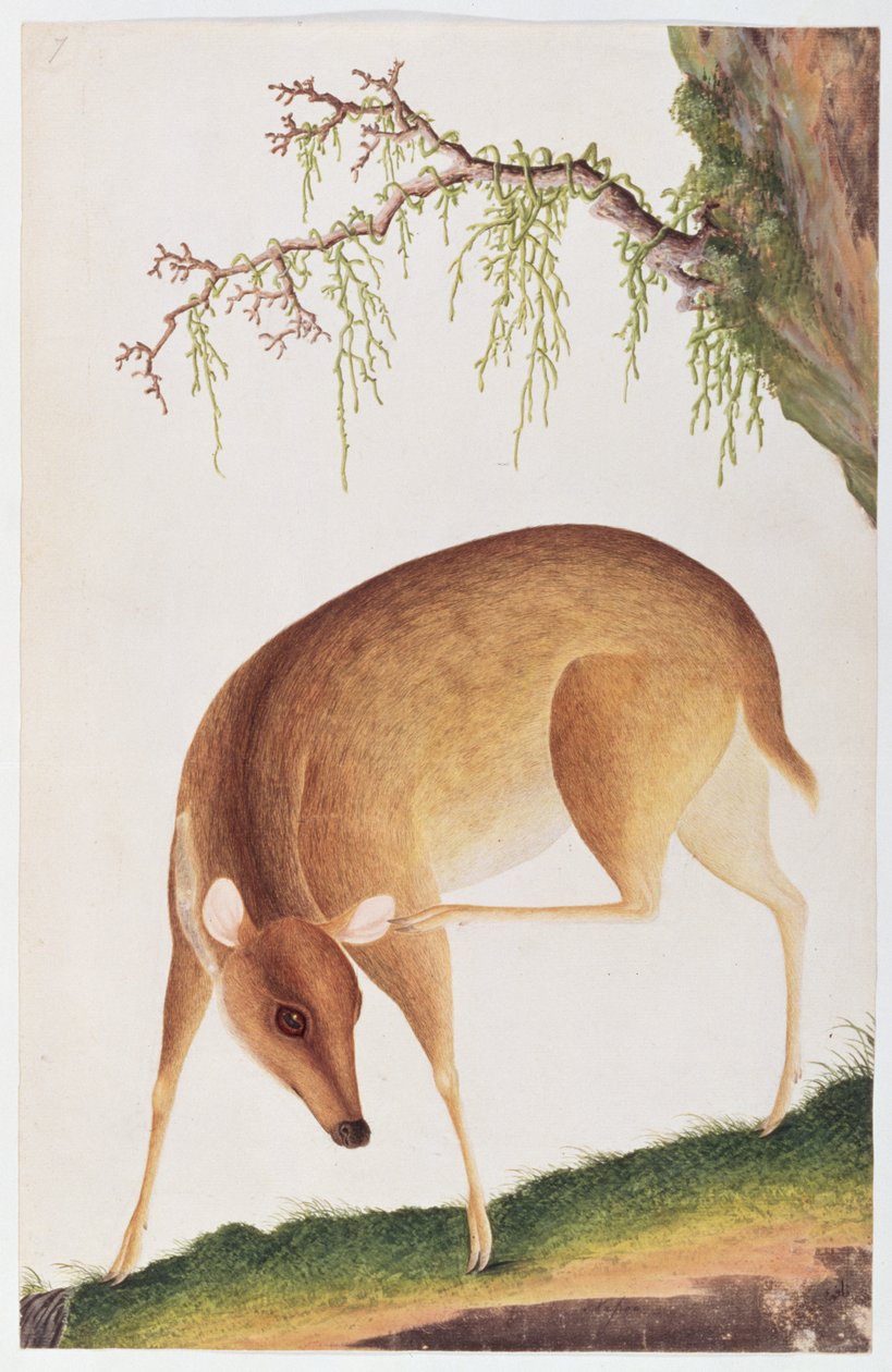 Gamo, de Desenhos de Animais, Insetos e Répteis de Malaca, c.1805-18 (wc e guache sobre papel) de Chinese School