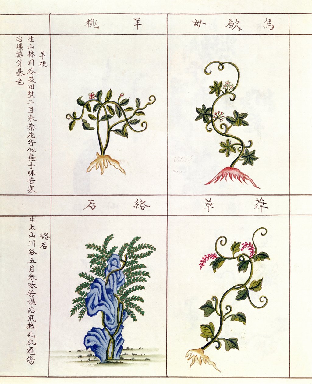 Quatro plantas de uma caneta Tsao, uma coleção de plantas medicinais, do século 18 ao 19 de Chinese School