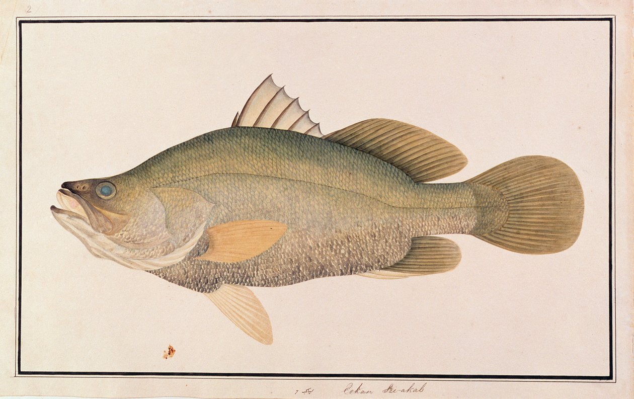 Vara de Mar Gigante, de Desenhos de Peixes de Malaca, c.1805-18 (wc no papel) de Chinese School
