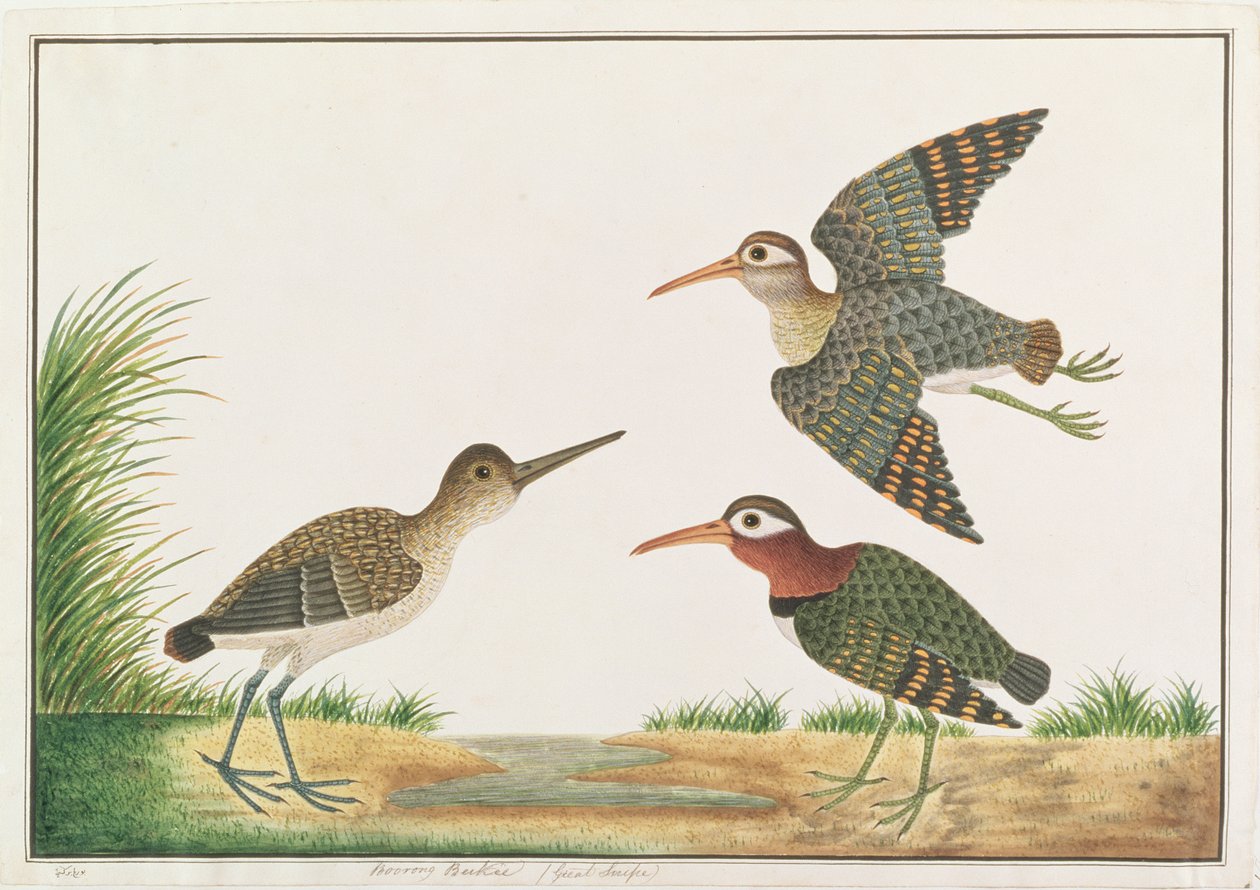Maior Narceja pintada, de Desenhos de Pássaros de Malaca, c.1805-18 (wc no papel) de Chinese School