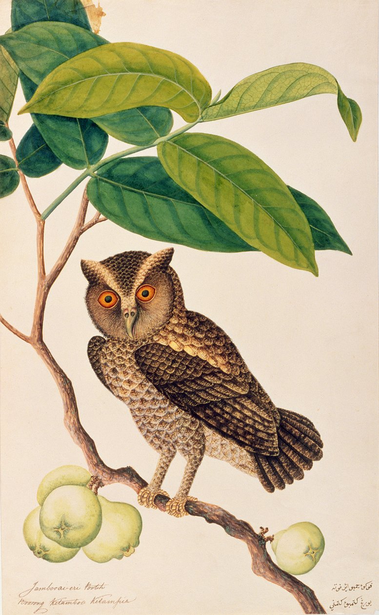 Jambooai-eri Pootih, Boetong Ketamboo Ketampin, de Desenhos de Pássaros de Malaca, c.1805-18 (wc no papel) de Chinese School