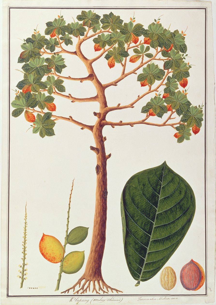 Klapang Terminalia Molucana ou Malay Almond, de desenhos de plantas de Malaca, c.1805-18 (wc no papel) de Chinese School