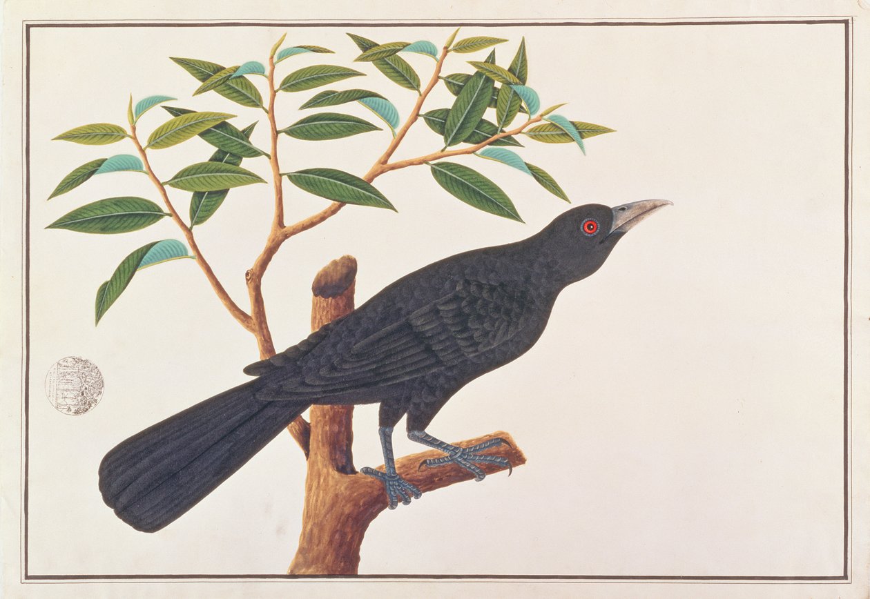 Koel, de Desenhos de Pássaros de Malaca, c.1805-18 (wc no papel) de Chinese School