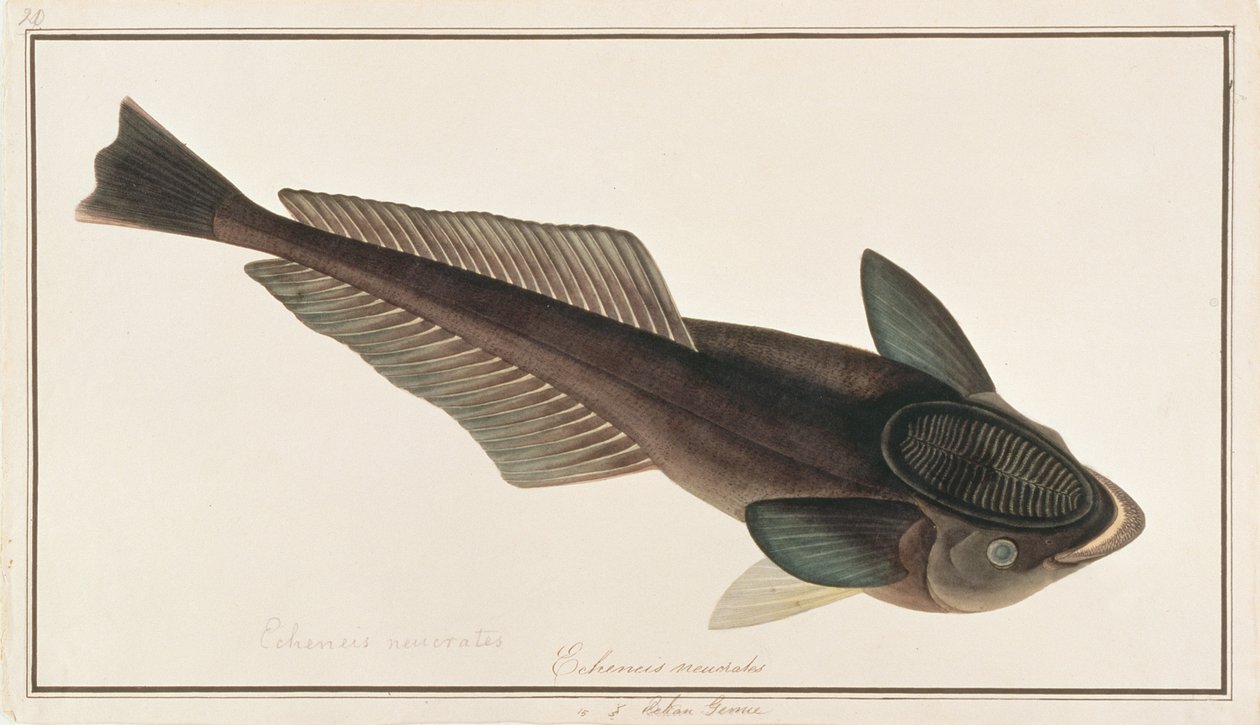 Live Sharksucker, de Desenhos de Peixes de Malaca, c.1805-18 (wc no papel) de Chinese School