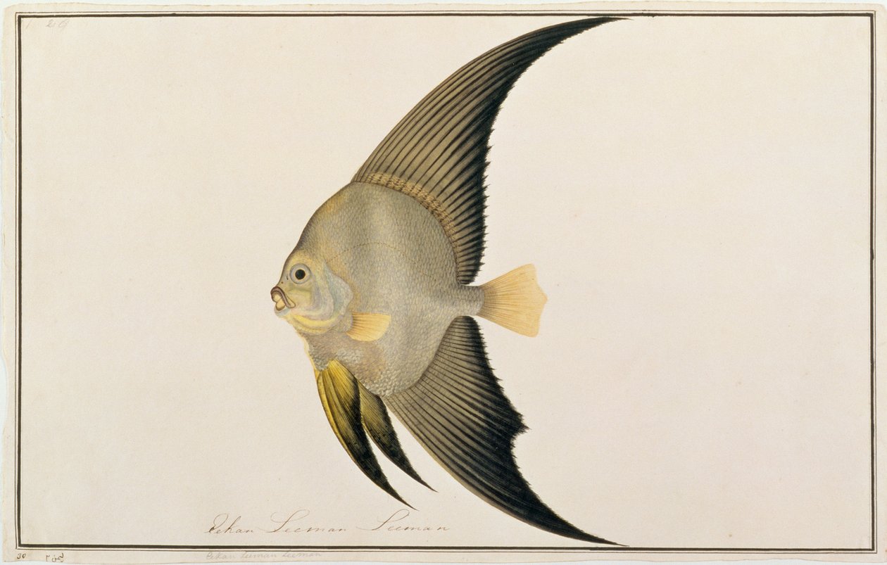 Batfish de nadadeiras longas, de desenhos de peixes de Malaca, c.1805-18 (wc no papel) de Chinese School