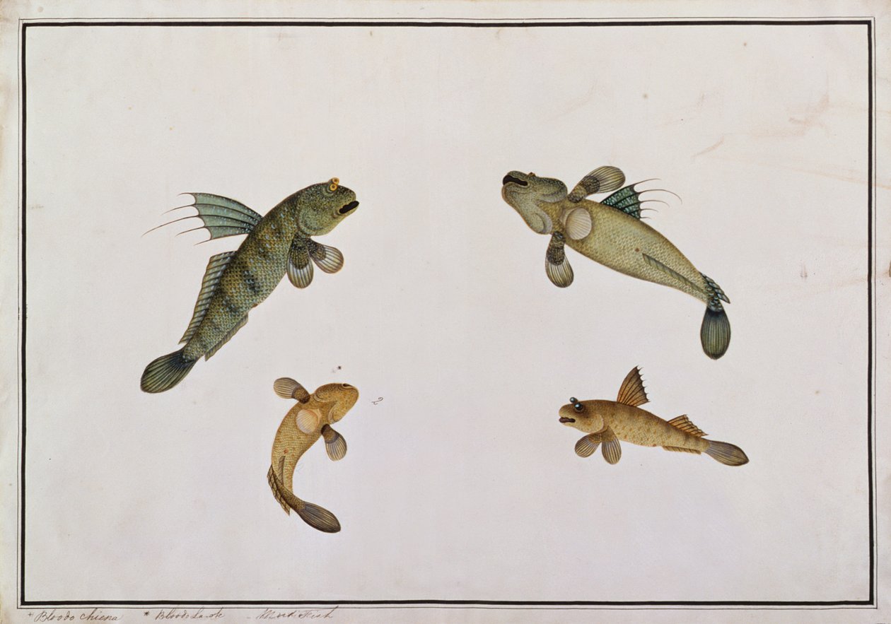 Peixe de Lama, Bloodo chiena, Bloodo La-ore, de Desenhos de Peixes de Malaca, c.1805-18 (wc no papel) de Chinese School