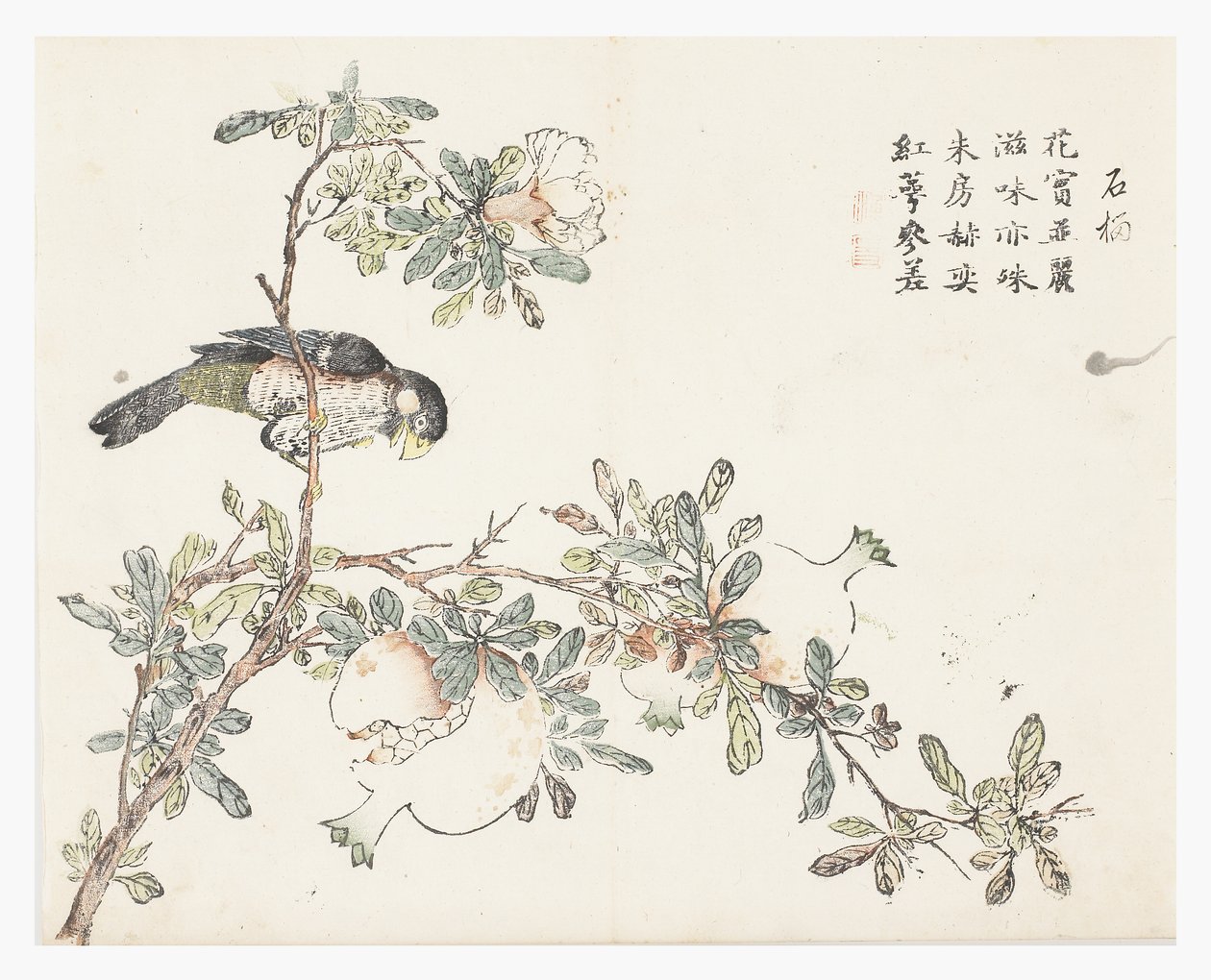 Jardim de Sementes de Mostarda de Chinese School