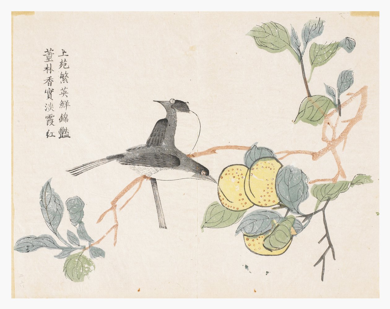Jardim de Sementes de Mostarda de Chinese School