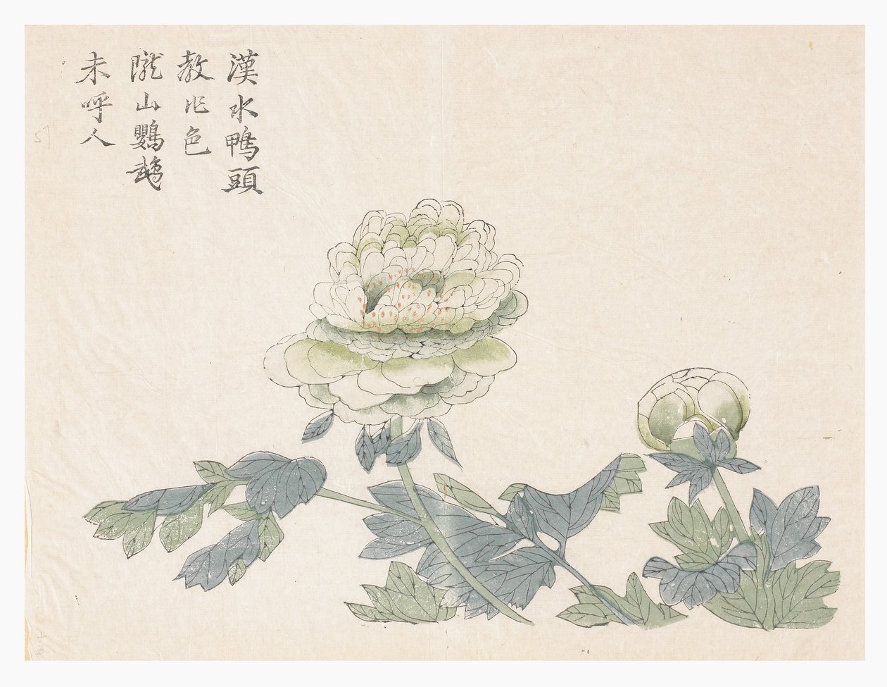 Jardim de Sementes de Mostarda de Chinese School