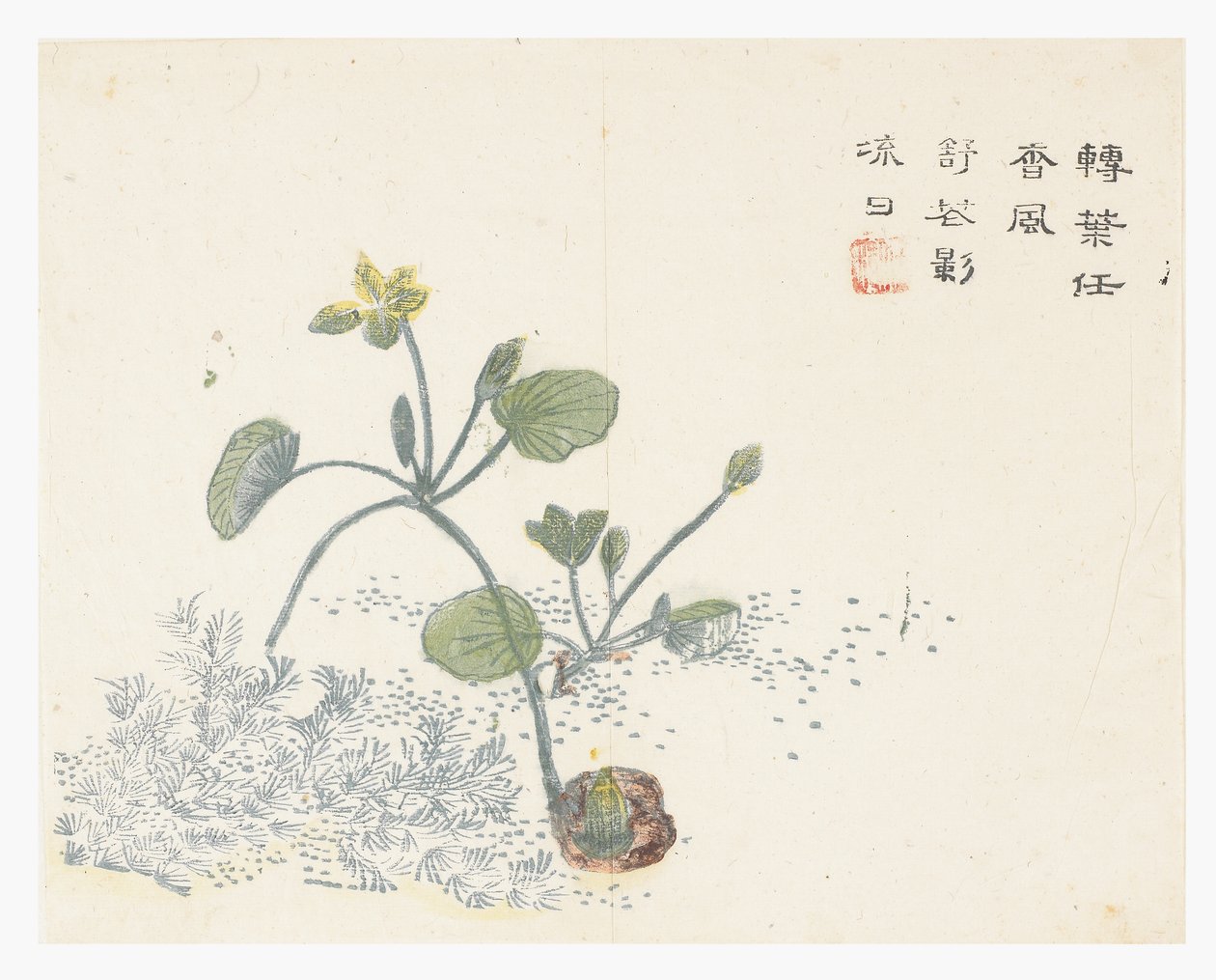 Jardim de Sementes de Mostarda de Chinese School