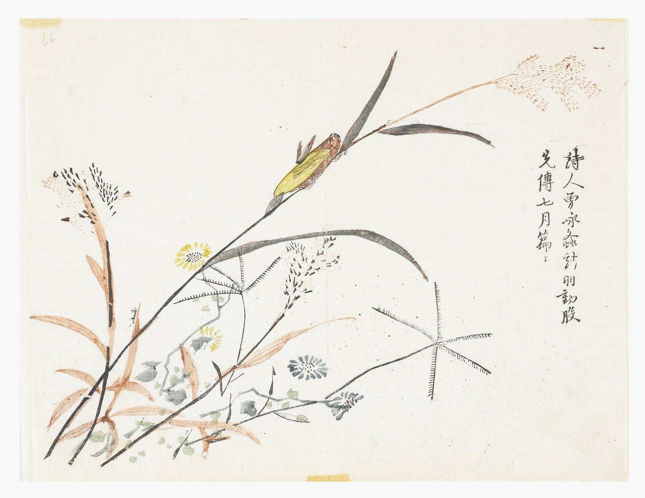 Jardim de Sementes de Mostarda de Chinese School