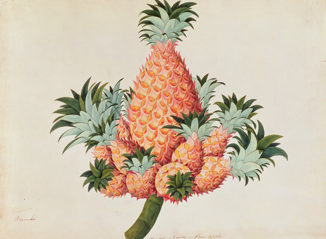 Nanas ou Abacaxi, de Desenhos de Plantas de Malaca, c.1805-18 (wc no papel) de Chinese School