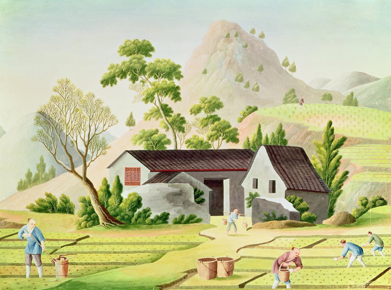 Camponeses nos campos de arroz de Chinese School