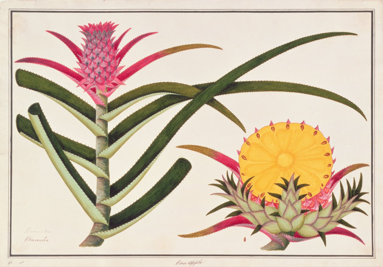Abacaxi ou Bromelia, de Desenhos de Plantas de Malaca, c.1805-18 (wc no papel) de Chinese School