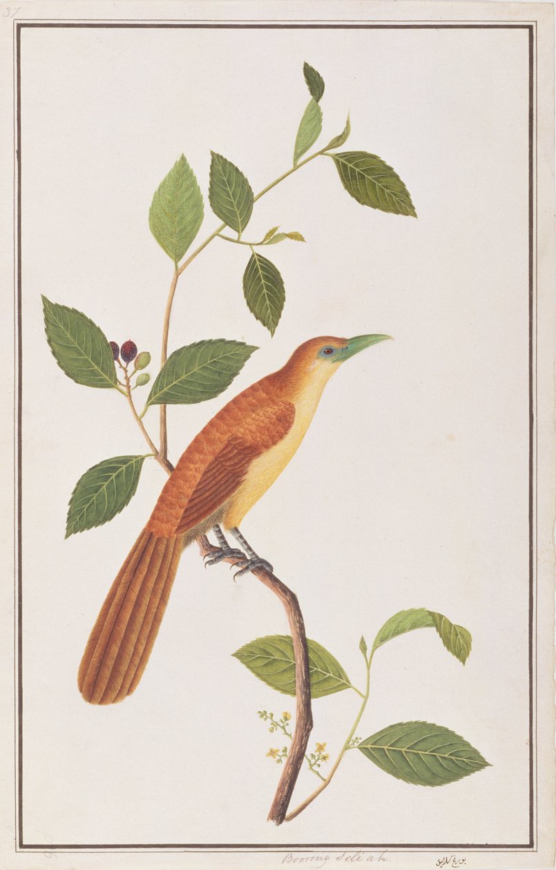 Raffles Malkoha, de Desenhos de Pássaros de Malaca, c.1805-18 (wc no papel) de Chinese School