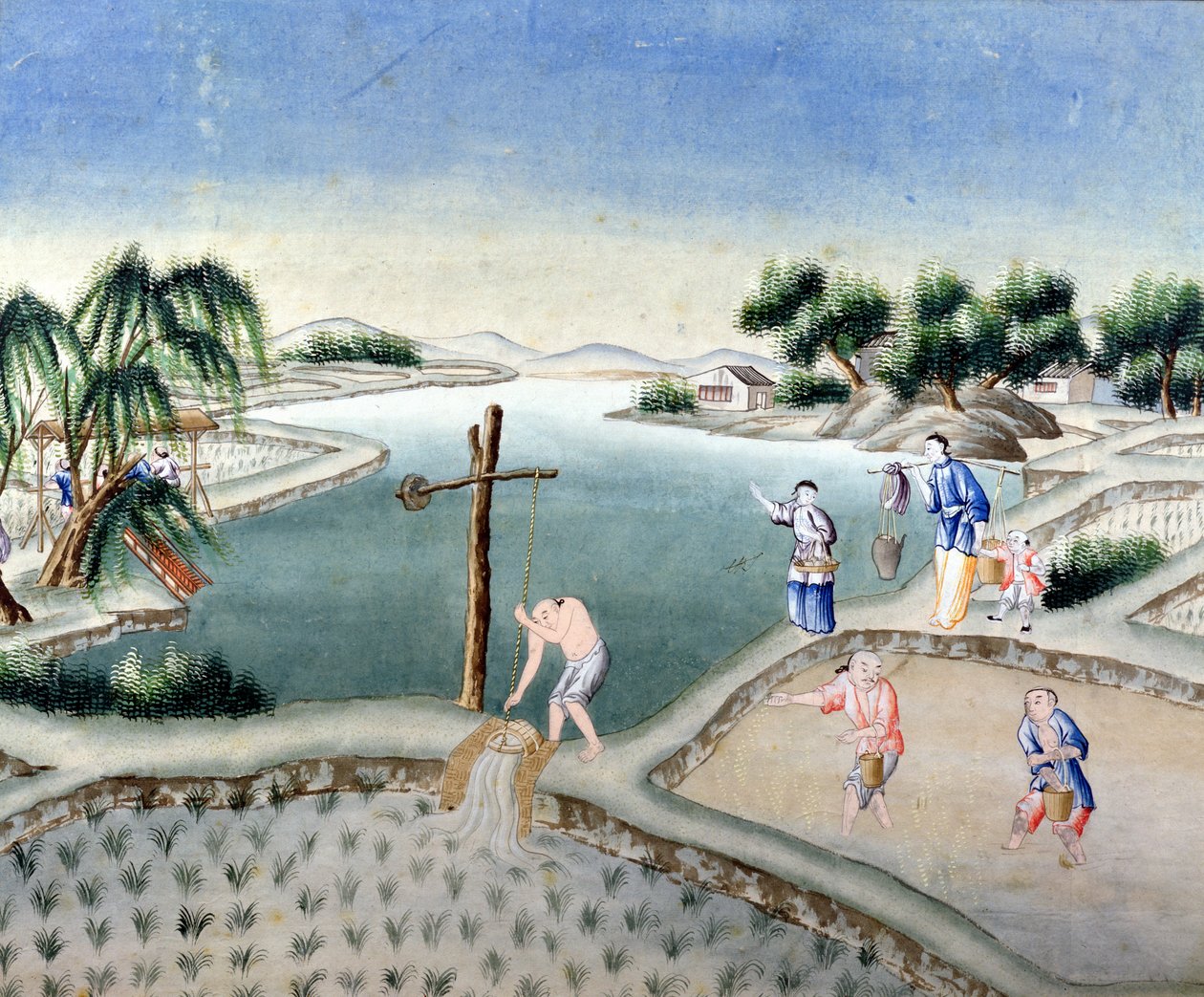 Campos de Arroz (wc no papel) de Chinese School
