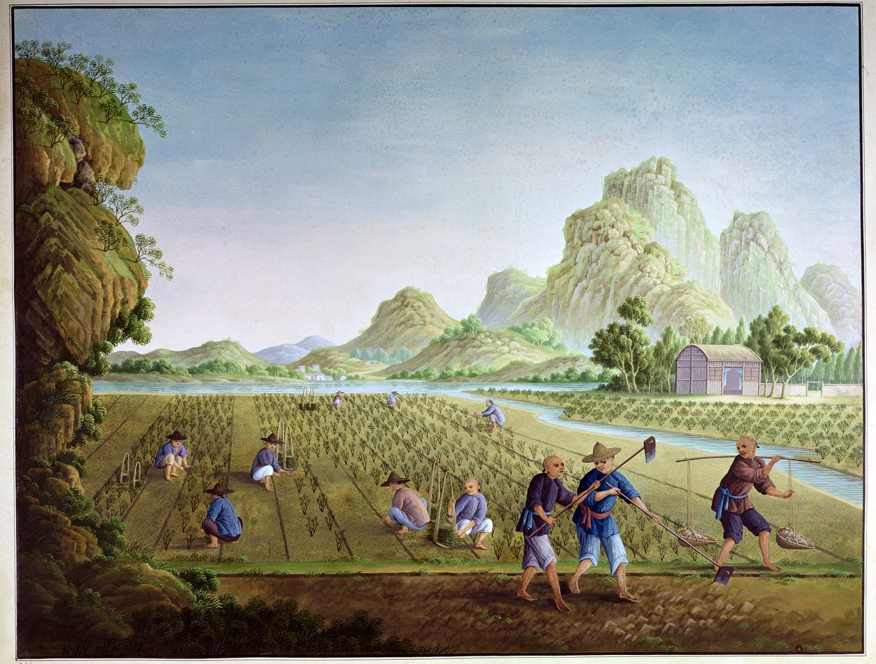 Cultivo de arroz na China, transplantando plantas de Chinese School