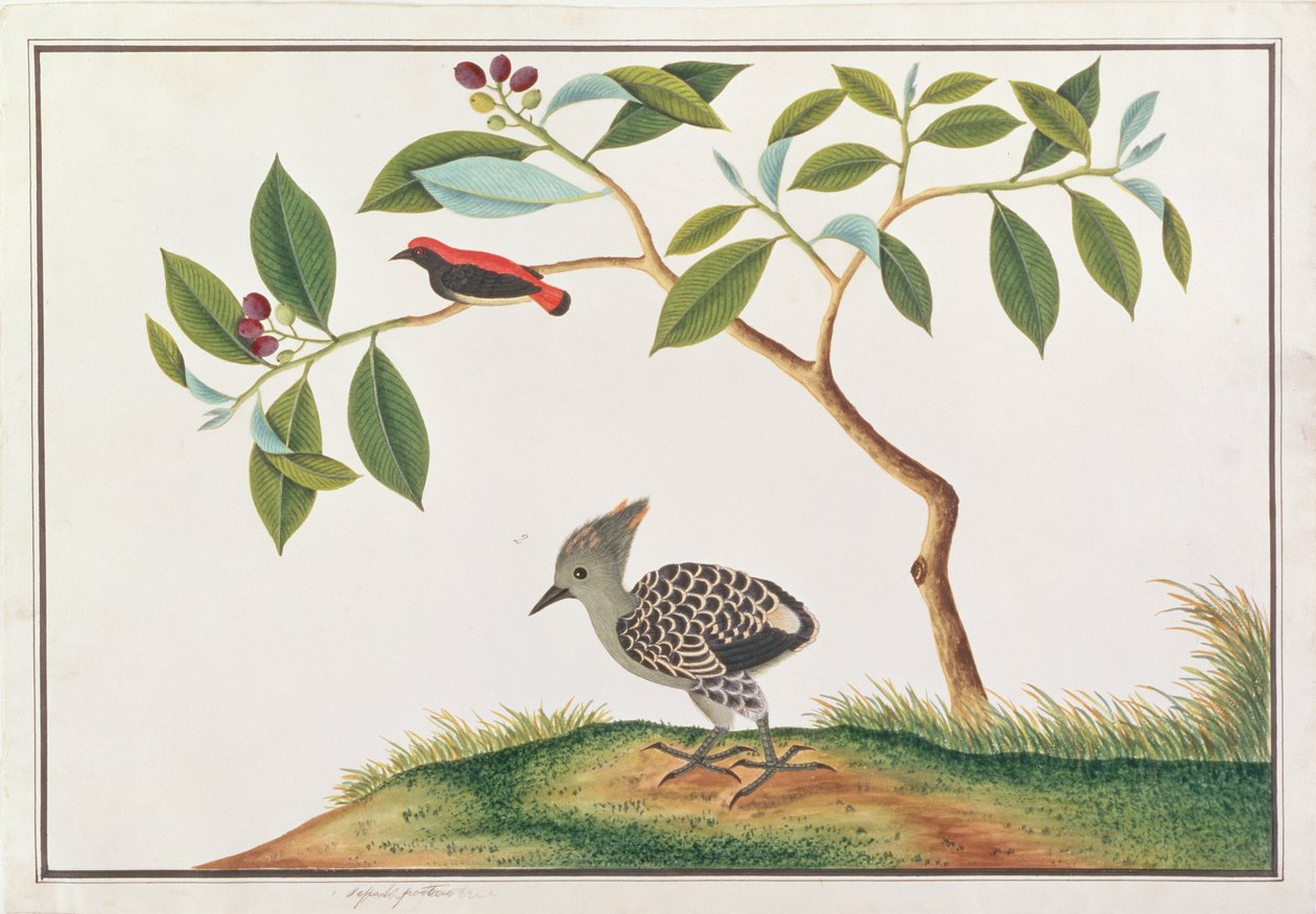 Pica-pau-de-asa-vermelha com pica-pau-de-cinza-e-amarelo, de Desenhos de Pássaros de Malaca, c.1805-18 (wc on paper) de Chinese School