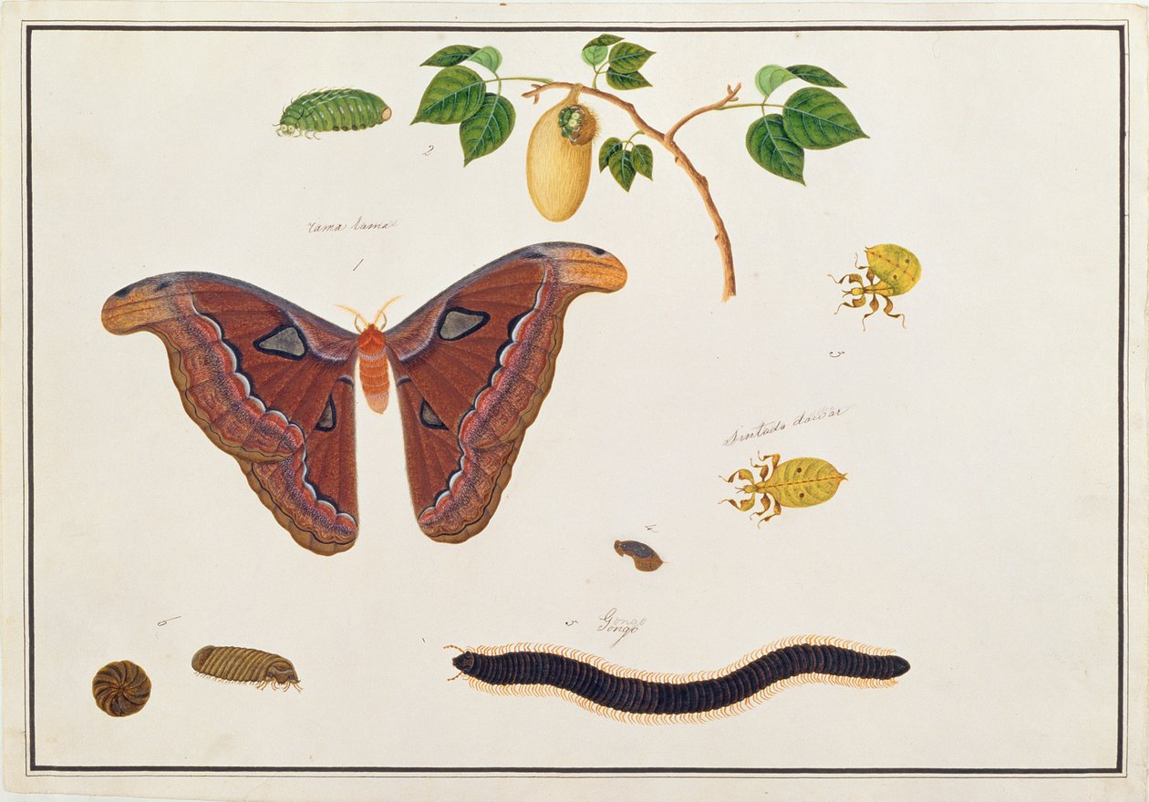 Seis Artrópodes, de Desenhos de Animais, Insetos e Répteis de Malaca, c.1805-18 (wc e guache sobre papel) de Chinese School