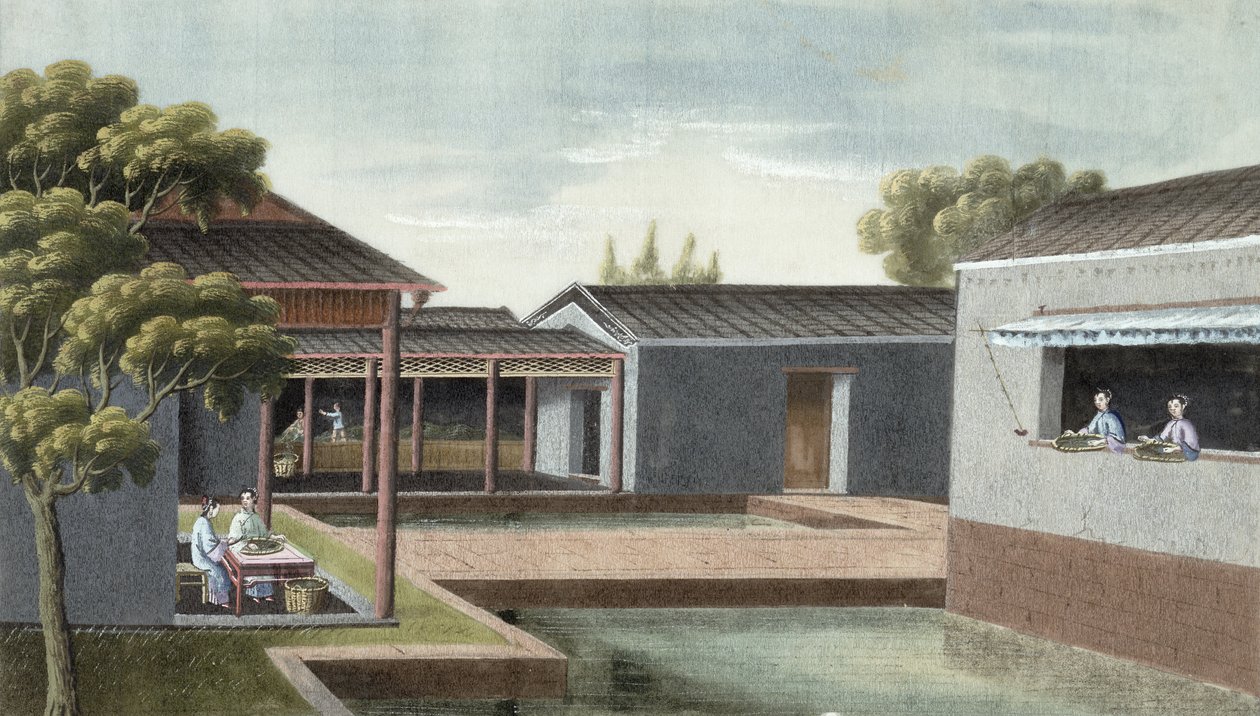 Chá de classificação (wc no papel) de Chinese School