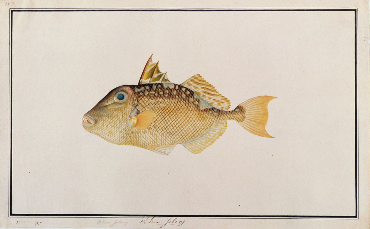 Peixe-porco estrelado, de desenhos de peixes de Malaca, c.1805-18 (wc no papel) de Chinese School