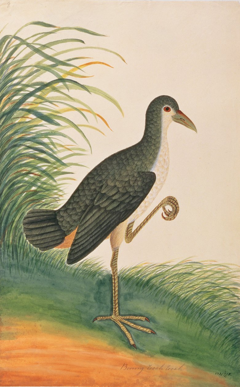 Waterhen de peito branco, de desenhos de pássaros de Malaca, c.1805-18 (wc no papel) de Chinese School