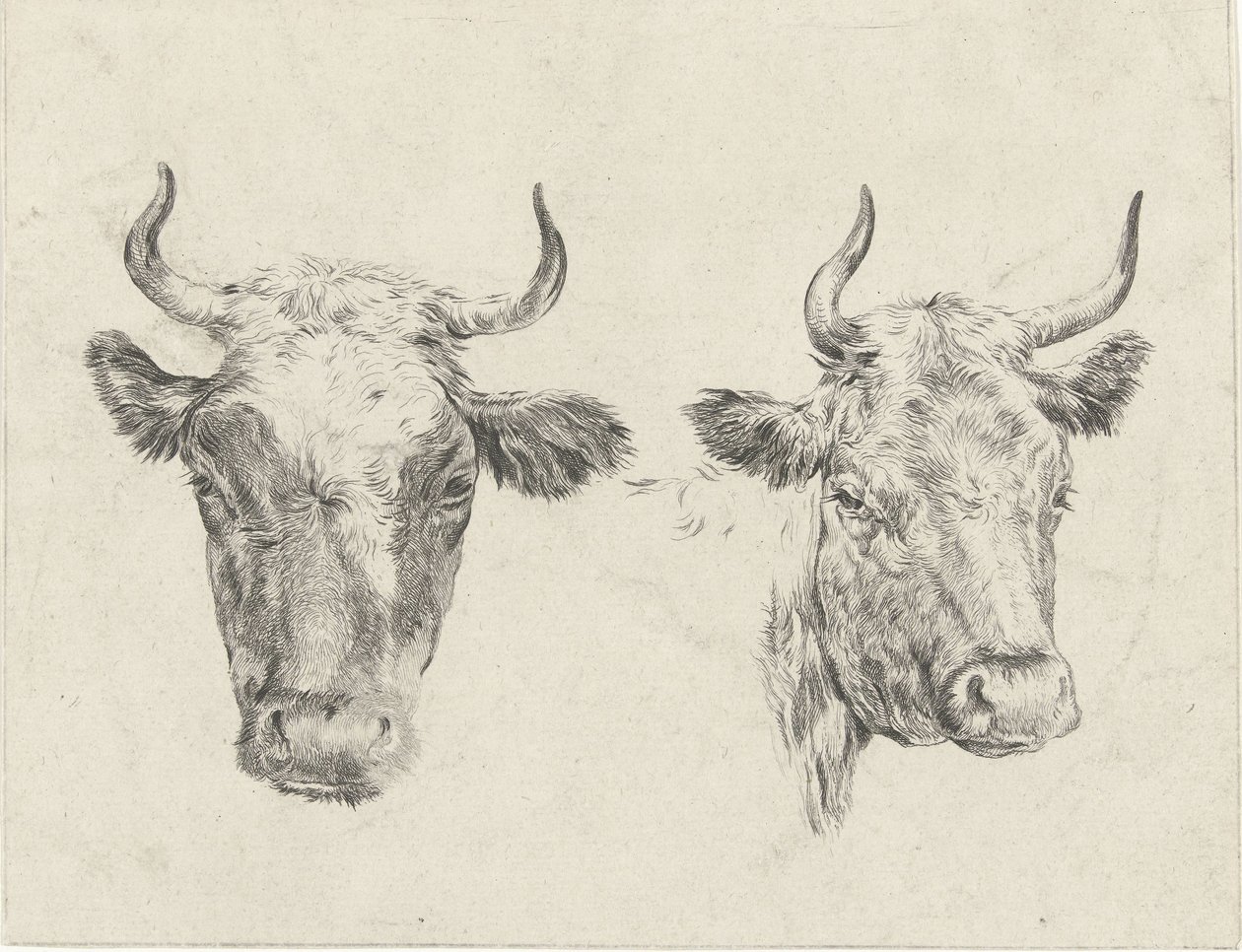 Duas cabeças de vaca de Christiaan Godfried Schutze van Houten