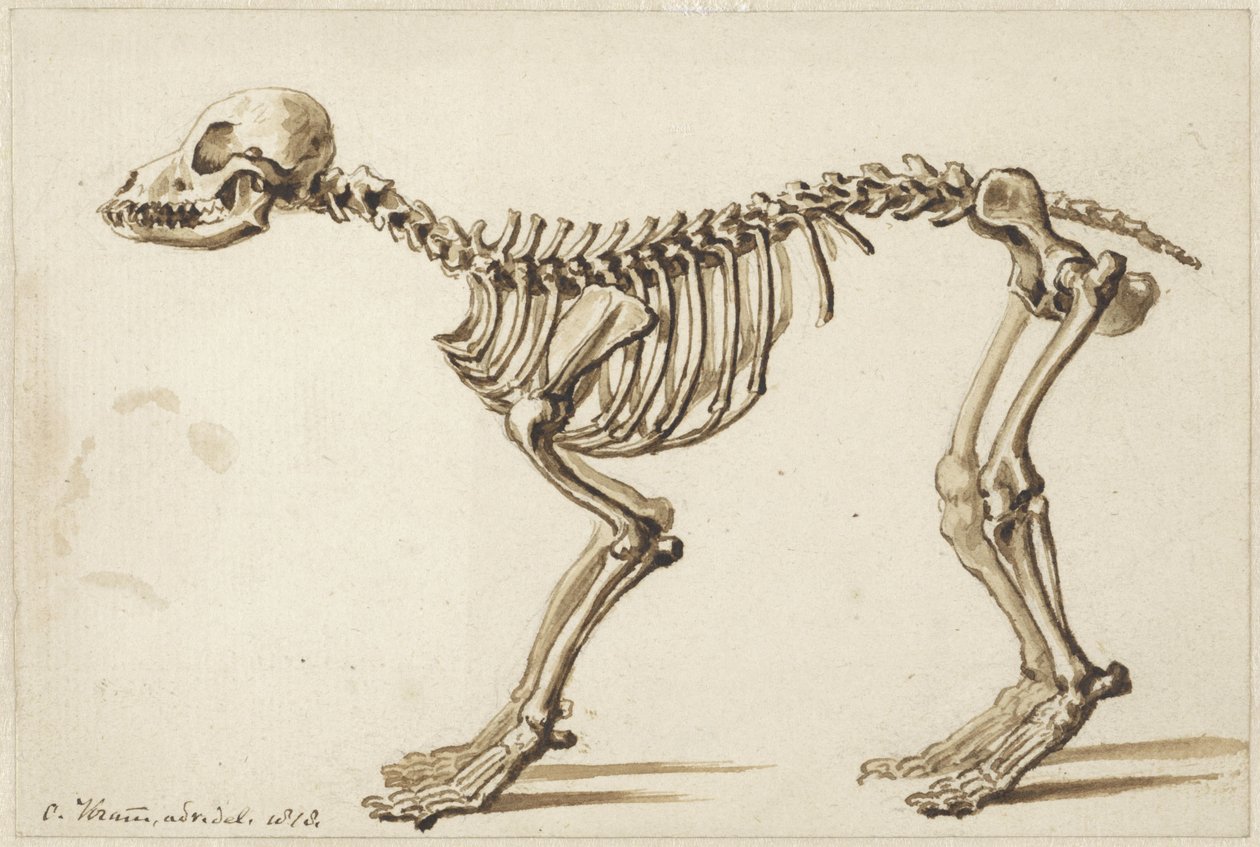 Esqueleto de um cão do lado de Christiaan Kramm