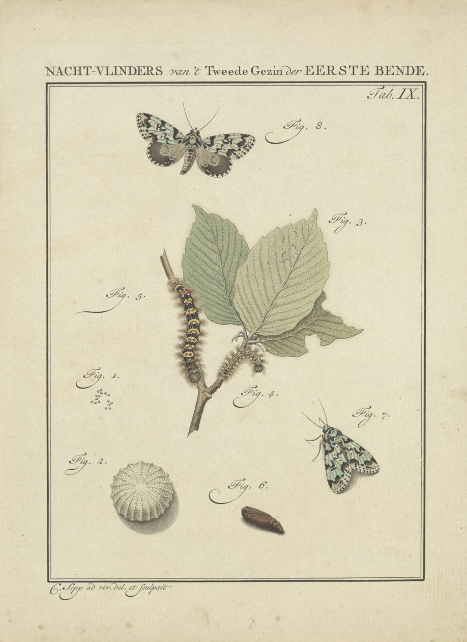 mariposas Mariposas da Segunda Família da Primeira Gangue (título no objeto) de Christiaan Sepp