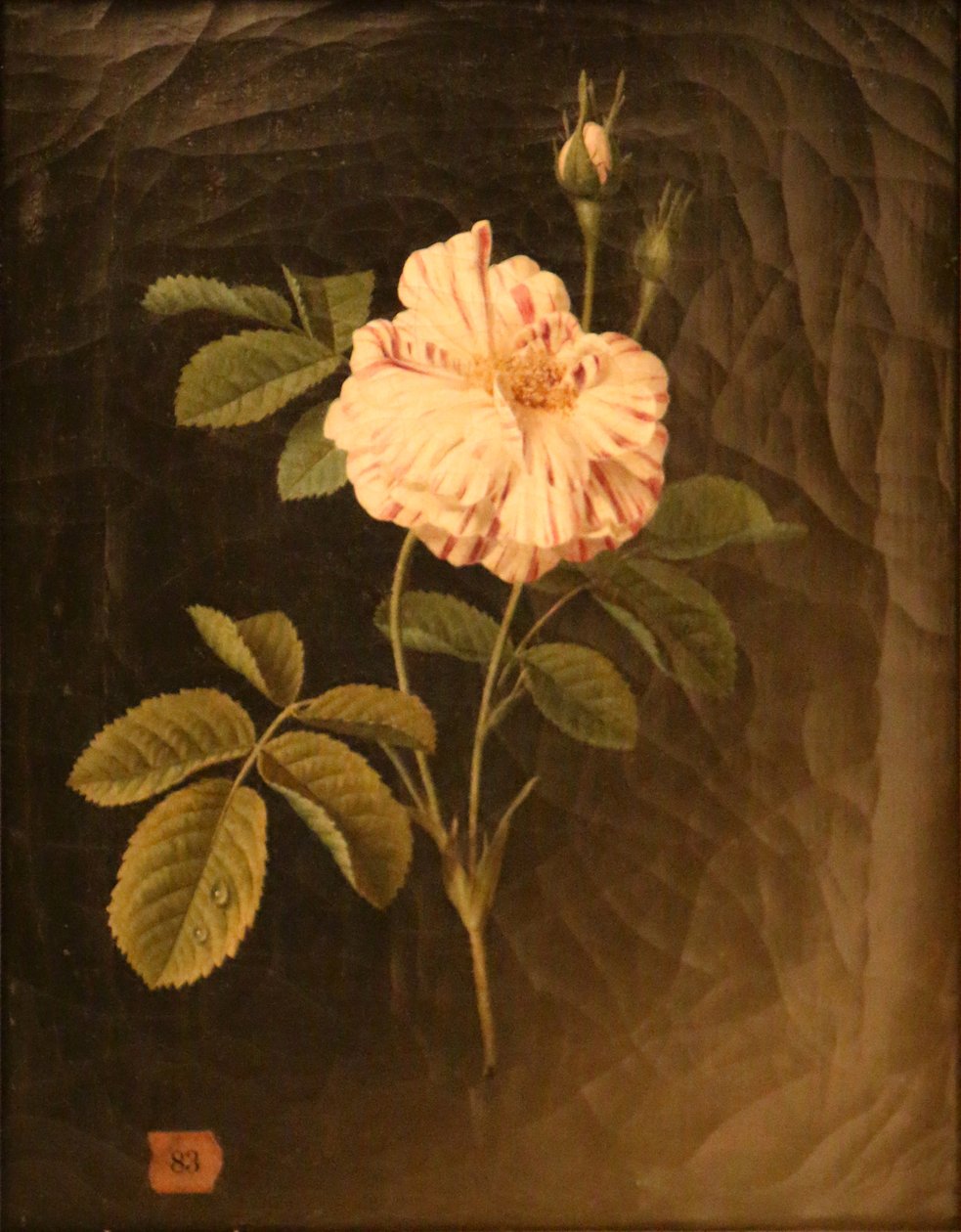 Estudo de um caule de rosa variegada de Christiaan van Pol