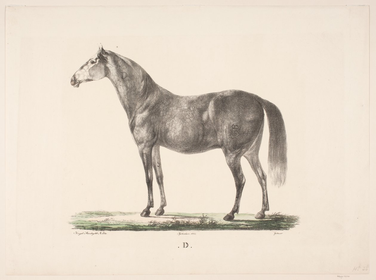 O cavalo D. de Christian David Gebauer