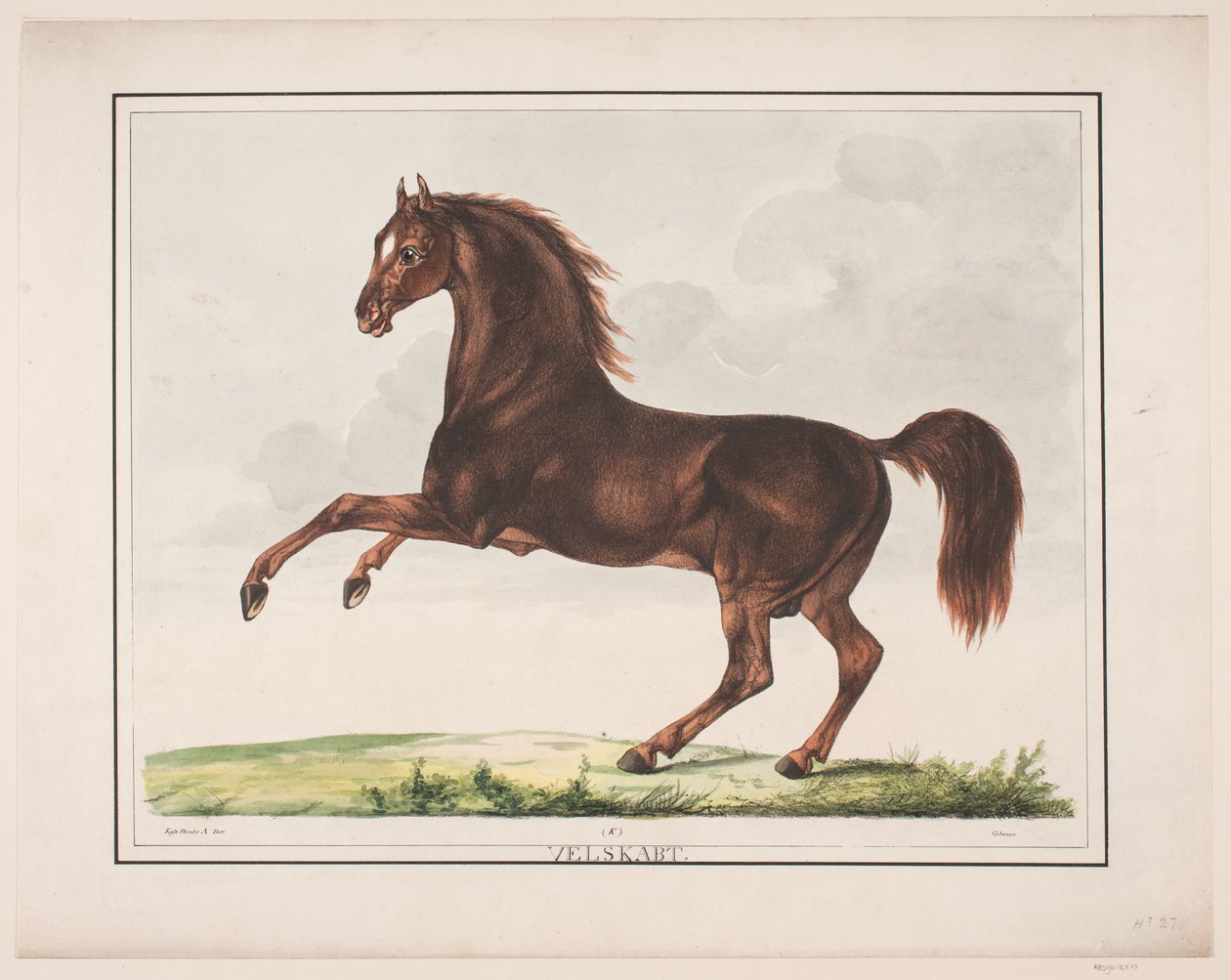 O cavalo Bem criado de Christian David Gebauer