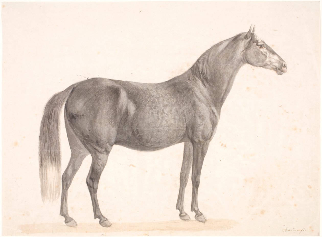 Cavalo preto de Christian David Gebauer