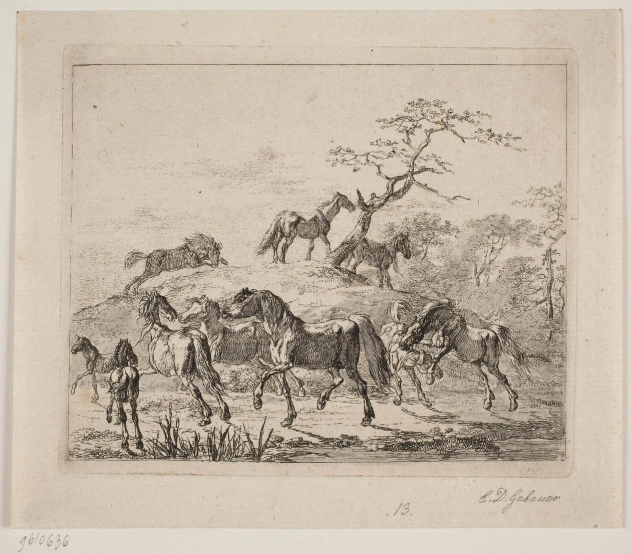 Cavalo de garanhão de Christian David Gebauer