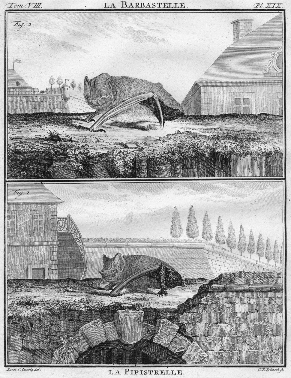La Barbastelle e La Pipistrelle, c1763. de Christian Friedrich Fritzsch