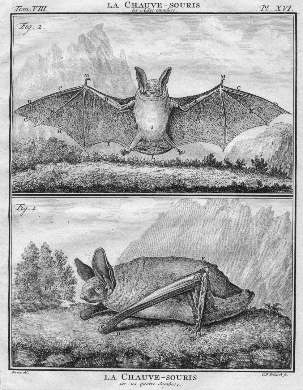 La Chauve-Souris les Ailes ouviu & La Chauve-Souris sur ses quatre Jambes, c1763. de Christian Friedrich Fritzsch