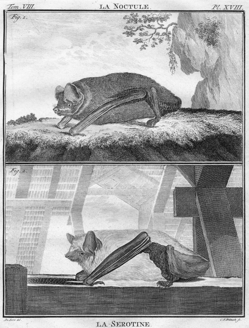 La Noctule e La Serotine, c1763. de Christian Friedrich Fritzsch