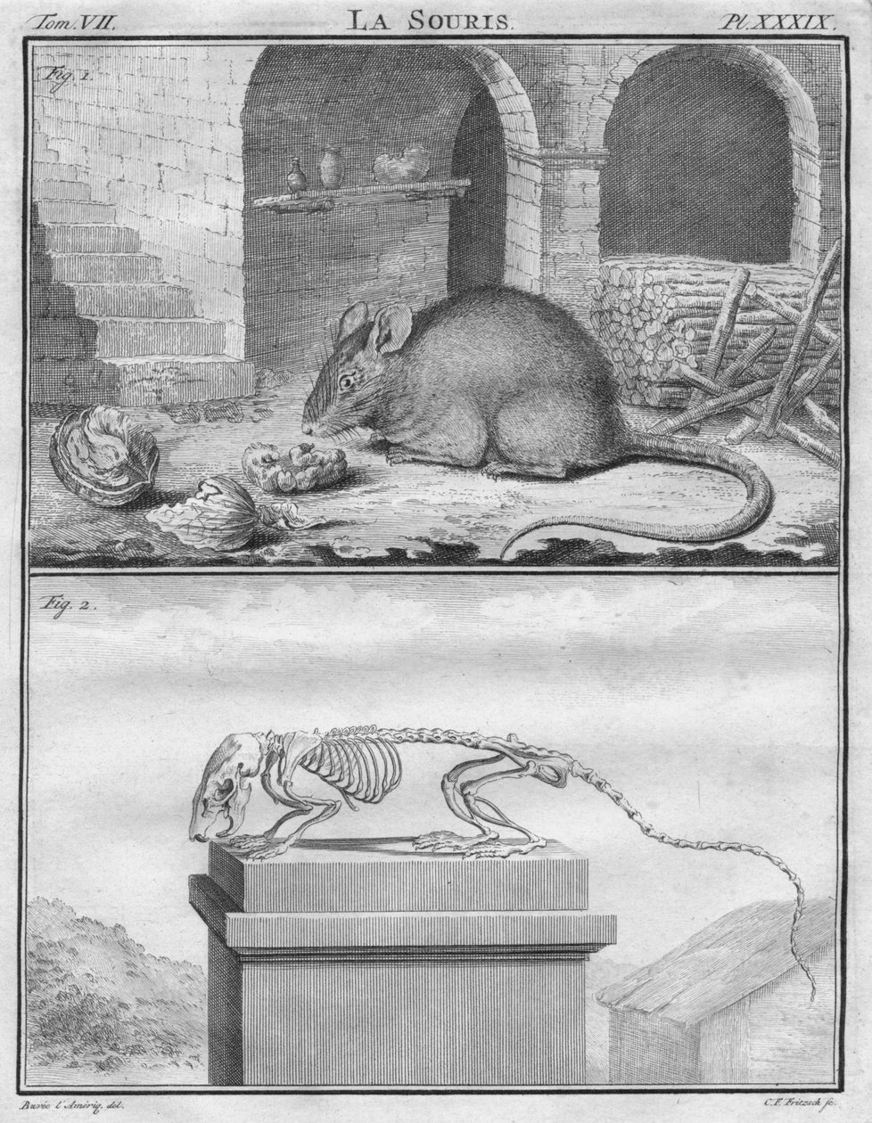 O Mouse, c1763. de Christian Friedrich Fritzsch