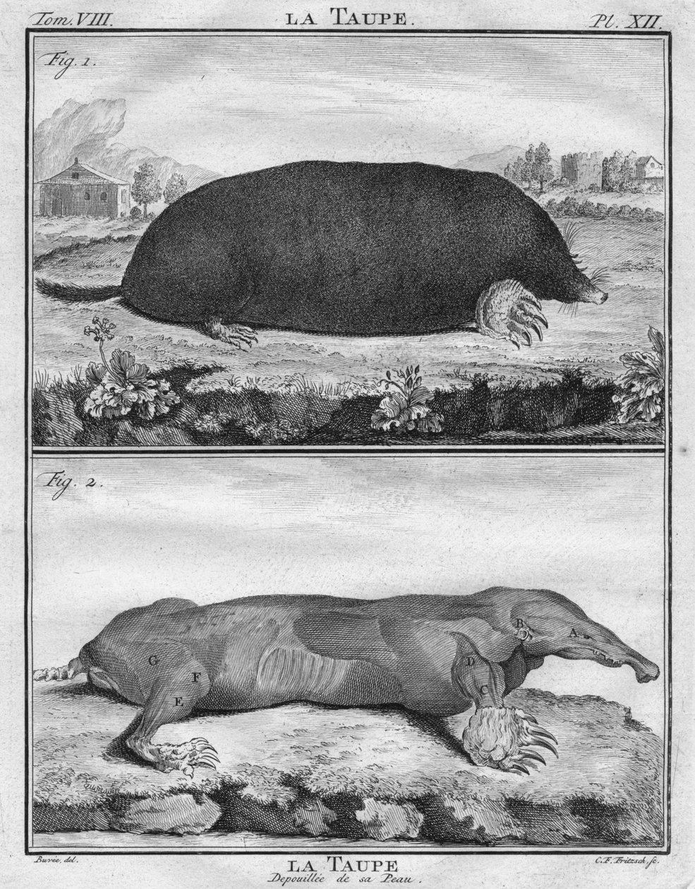 La Mole e La Mau Depoiuillée de son Peau, c1763. de Christian Friedrich Fritzsch