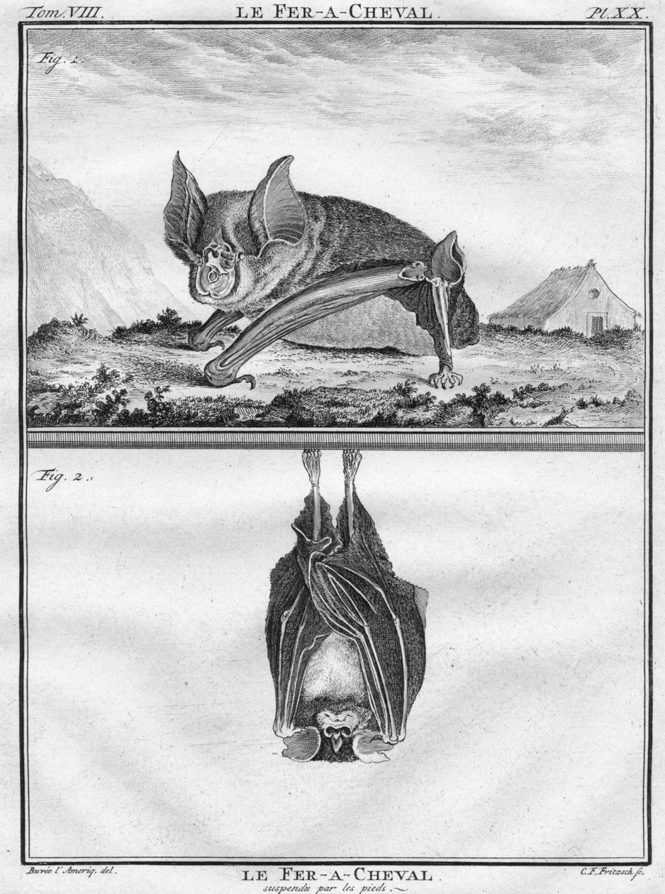 Le Fer-A-Cheval e Le Fer-A-Cheval suspensos pelos pés, c1763. de Christian Friedrich Fritzsch