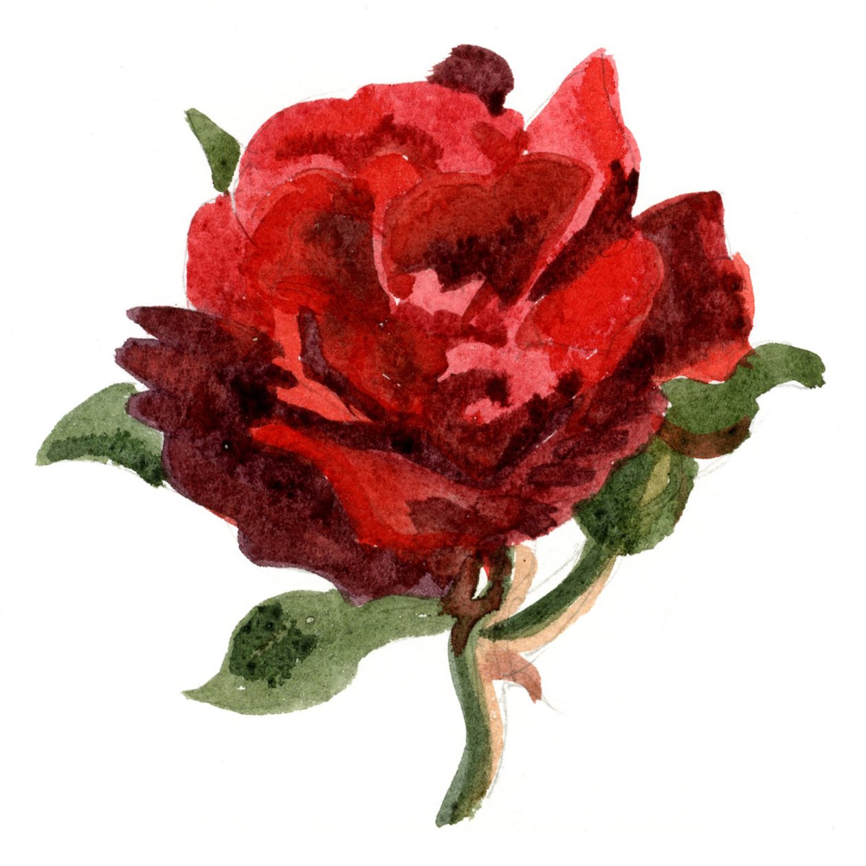 Rosa vermelha, 2011 (aguarela sobre papel) de Christian Furr