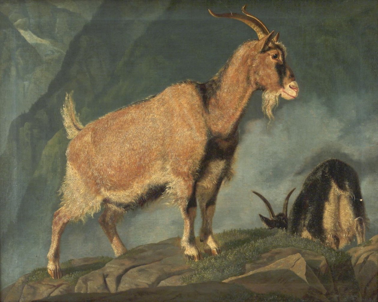 Cabras nos Alpes de Christian Holm