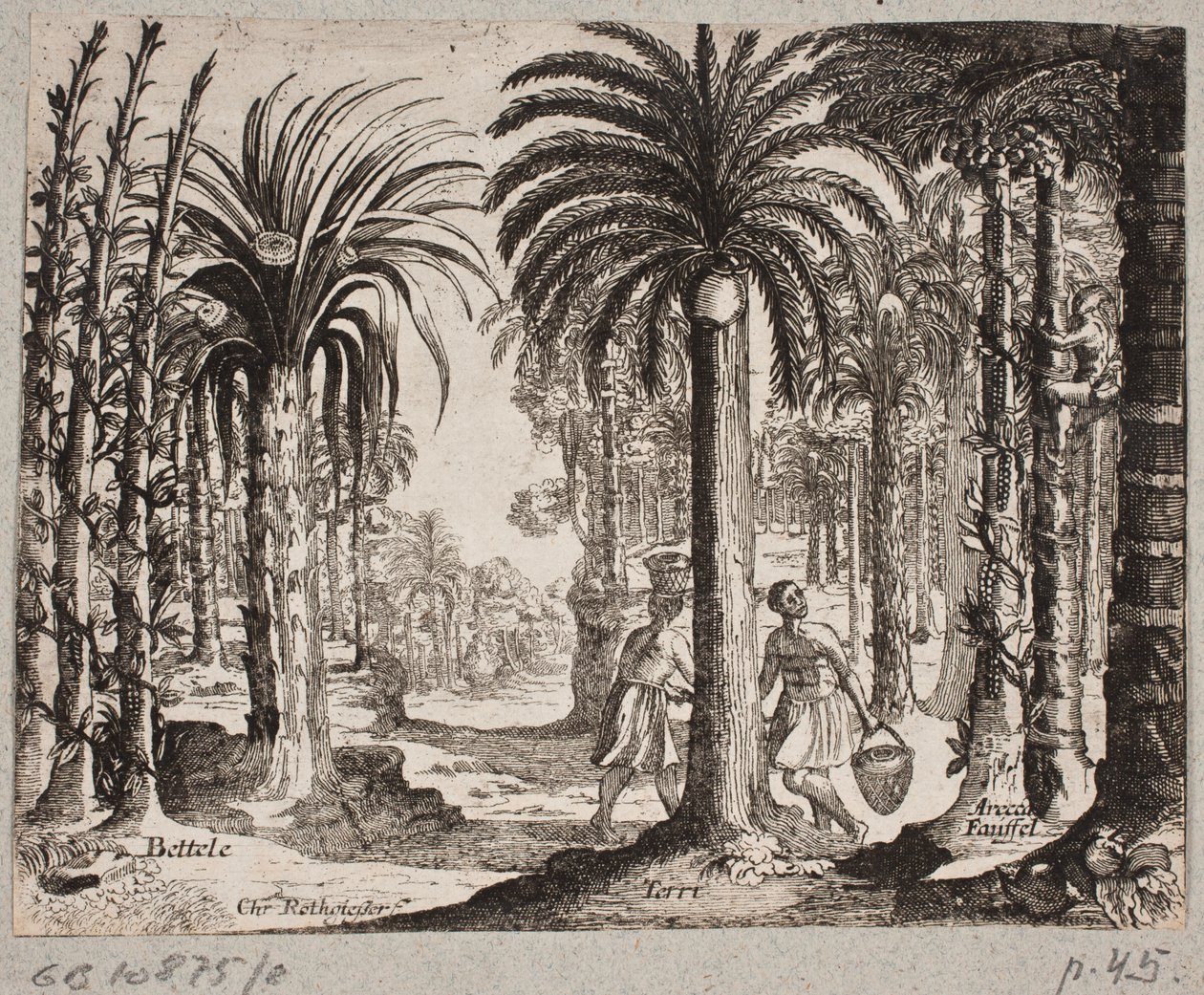 Palmelund com betelpalmer de Christian Rothgiesser