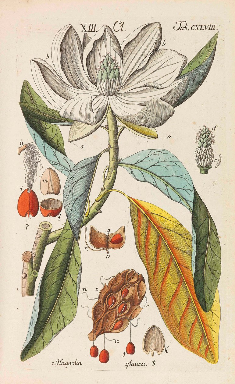 Manual de botânica, 1808. de Christian Schkuhr