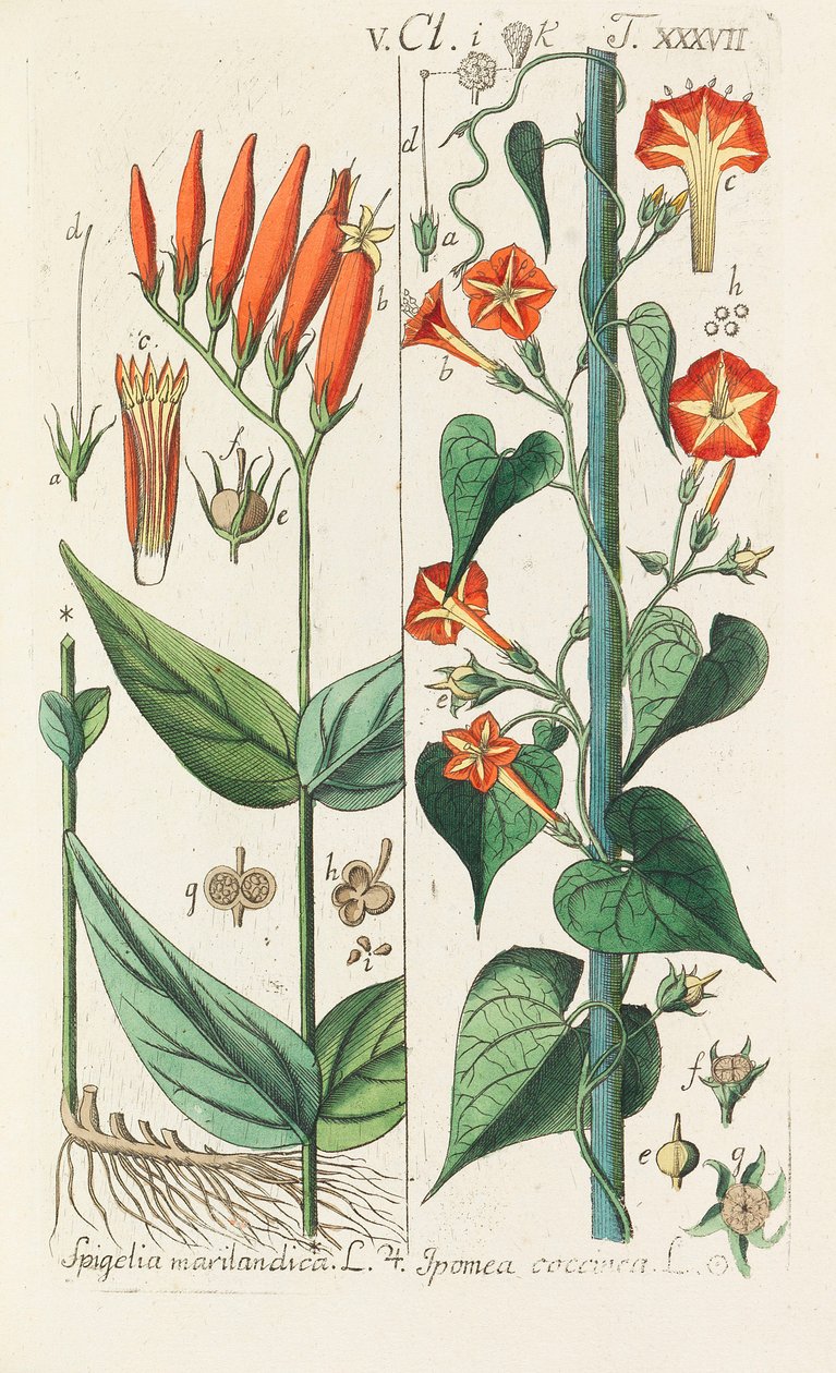 Manual de botânica, 1808. de Christian Schkuhr