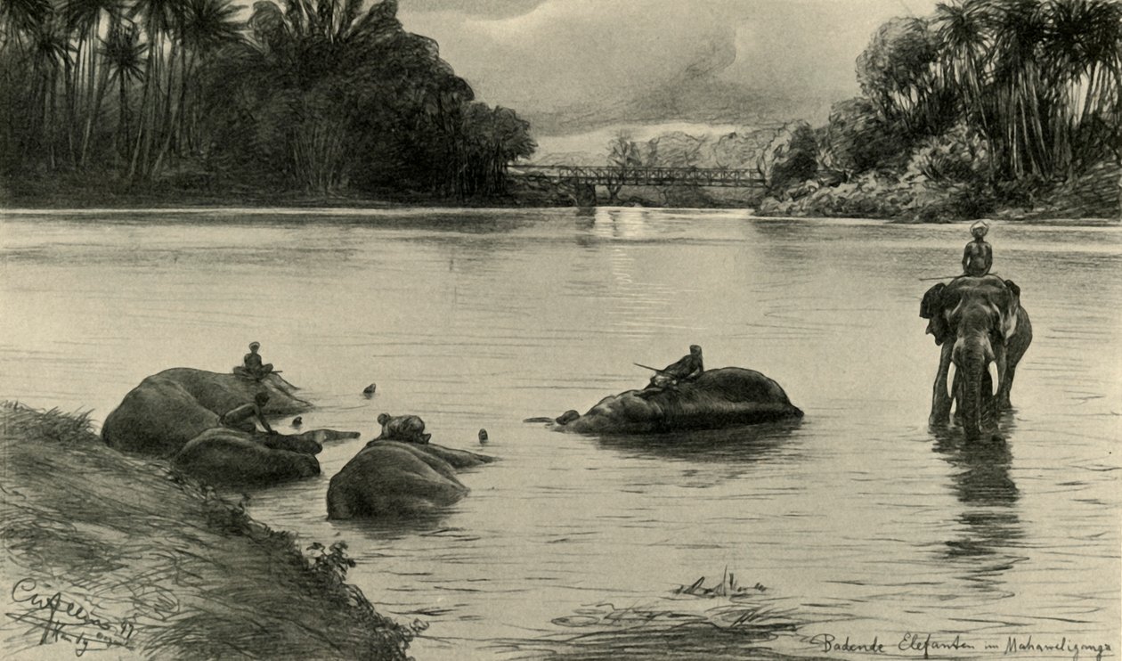 Floresta. de Christian Wilhelm Allers