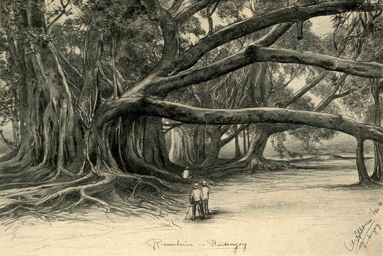 Árvores gigantes em Buitenzorg, Java, 1898. de Christian Wilhelm Allers