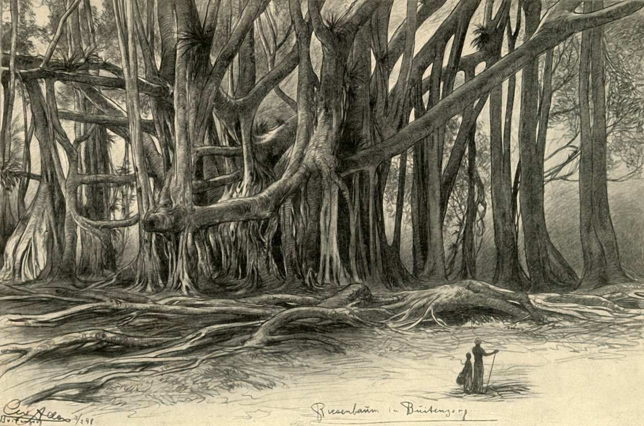 Árvores gigantes em Buitenzorg, Java, 1898. de Christian Wilhelm Allers