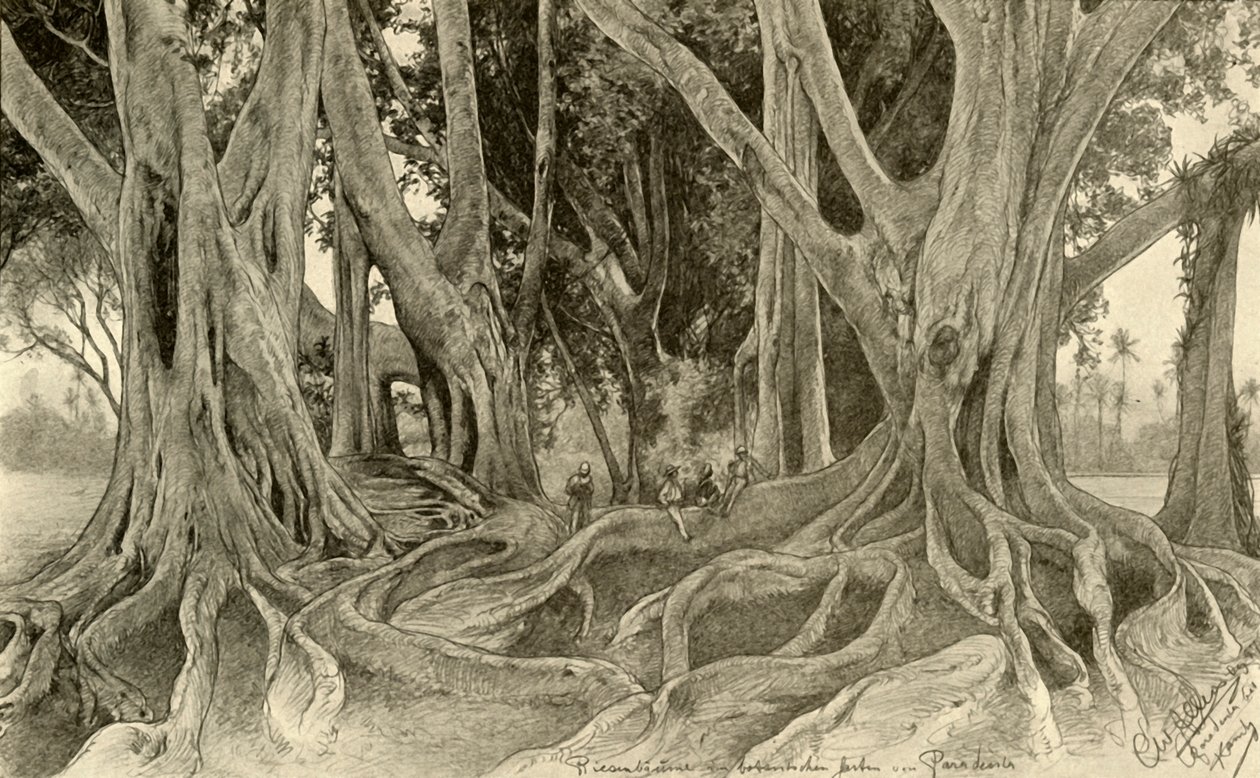 Árvores gigantes nos jardins botânicos, Peradeniya, Kandy, Ceilão, 1898. de Christian Wilhelm Allers