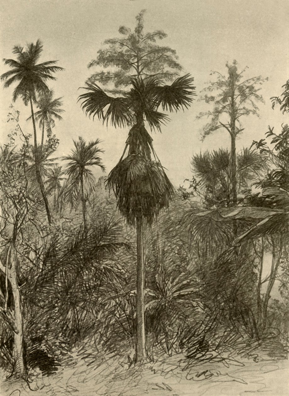 Floresta. de Christian Wilhelm Allers